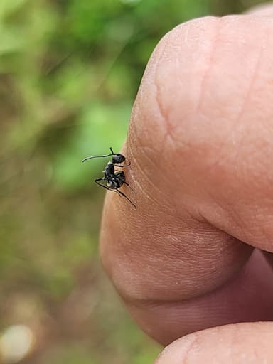 Polyrhachis dives photo 22