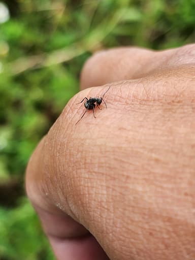Polyrhachis dives photo 23