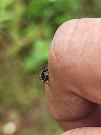 Polyrhachis dives photo 24