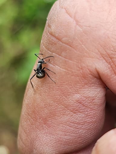 Polyrhachis dives photo 25