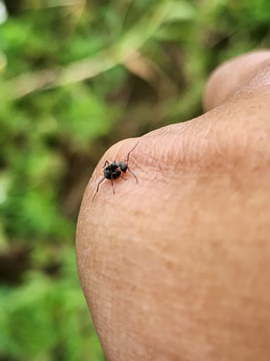 Polyrhachis dives photo 26