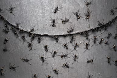 Polyrhachis dives photo 28