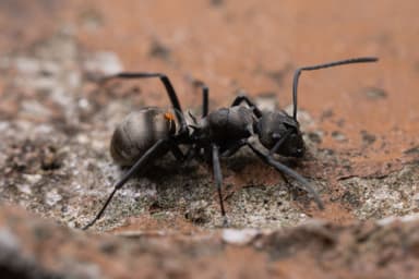 Polyrhachis dives photo 30