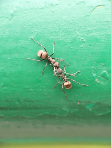 Polyrhachis dives photo 31