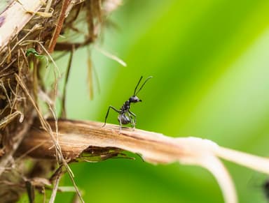 Polyrhachis dives photo 32