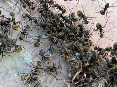 Polyrhachis dives photo 34