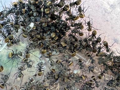 Polyrhachis dives photo 35
