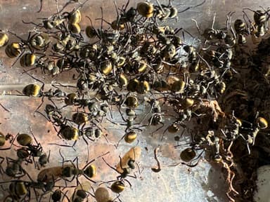 Polyrhachis dives photo 36