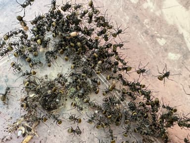 Polyrhachis dives photo 37