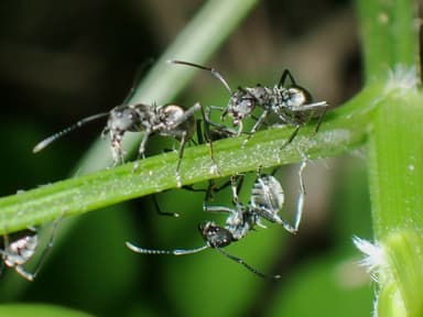 Polyrhachis dives photo 38