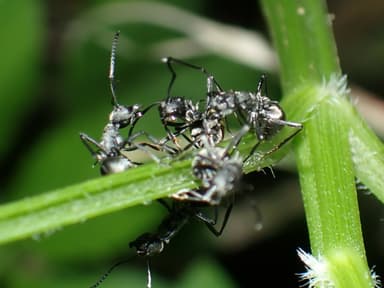 Polyrhachis dives photo 39