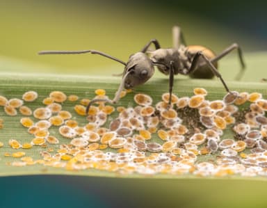 Polyrhachis dives photo 40