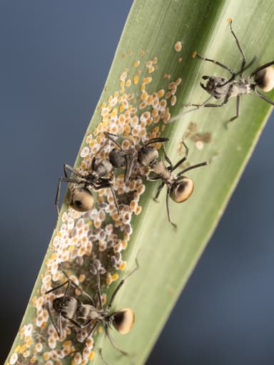 Polyrhachis dives photo 41