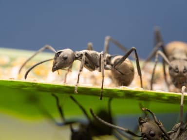 Polyrhachis dives photo 42