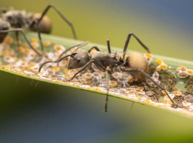 Polyrhachis dives photo 44