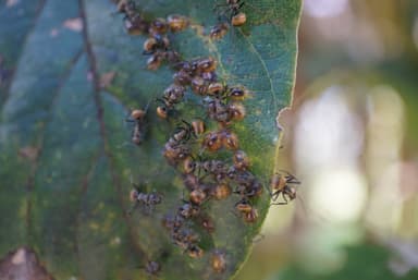 Polyrhachis dives photo 45