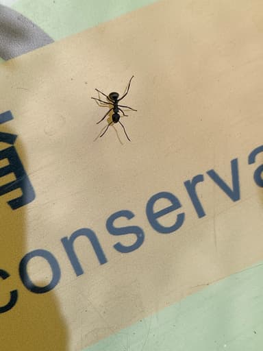 Polyrhachis dives photo 46