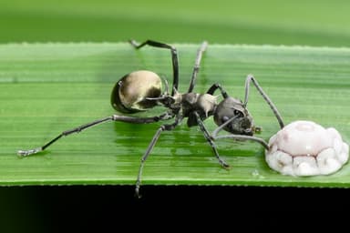 Polyrhachis dives photo 47