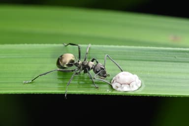 Polyrhachis dives photo 48