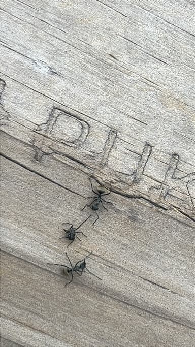 Polyrhachis dives photo 49