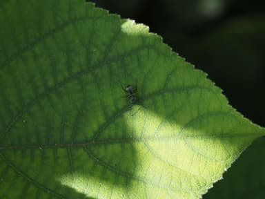 Polyrhachis dives photo 50