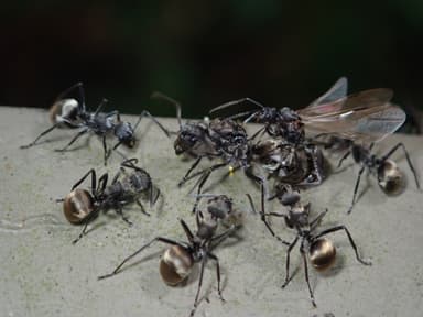 Polyrhachis dives photo 51