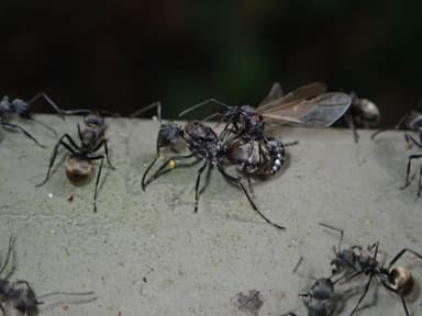 Polyrhachis dives photo 52