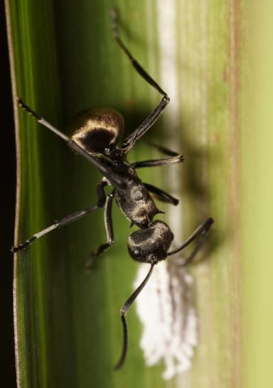 Polyrhachis dives photo 55