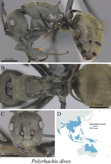 Polyrhachis dives photo 17