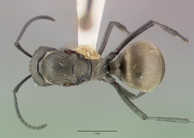 Polyrhachis dives — queen photo 18