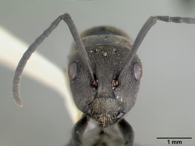 Polyrhachis dives — queen photo 19