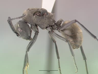 Polyrhachis dives — queen photo 20