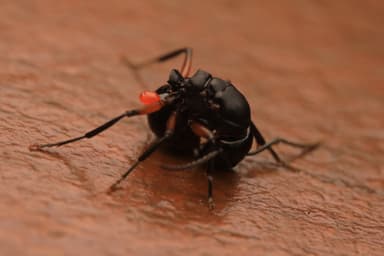 Polyrhachis femorata photo 1