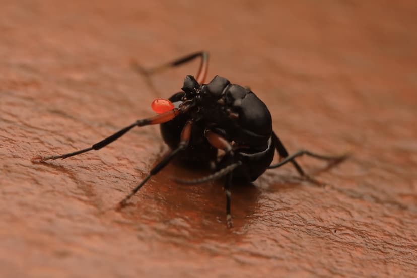 Polyrhachis femorata photo 1
