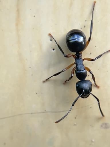 Polyrhachis femorata photo 2