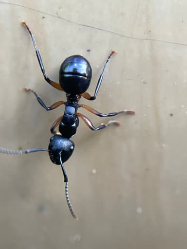 Polyrhachis femorata photo 3
