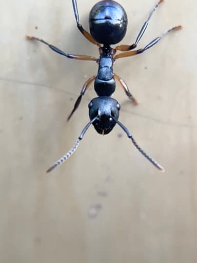Polyrhachis femorata photo 4