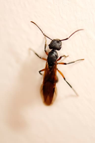 Polyrhachis femorata photo 5