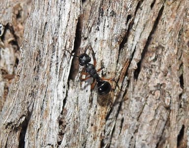 Polyrhachis femorata photo 6