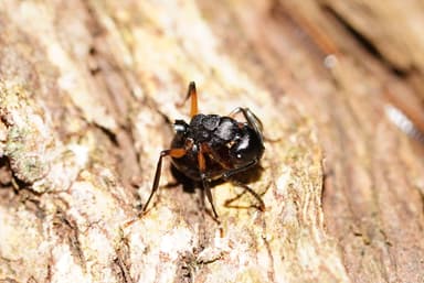 Polyrhachis femorata photo 7