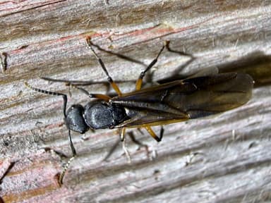 Polyrhachis femorata — queen photo 8
