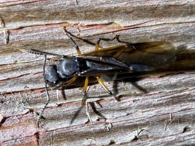 Polyrhachis femorata — queen photo 9
