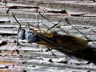 Polyrhachis femorata — queen photo 10