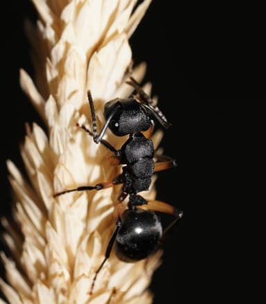 Polyrhachis femorata photo 12