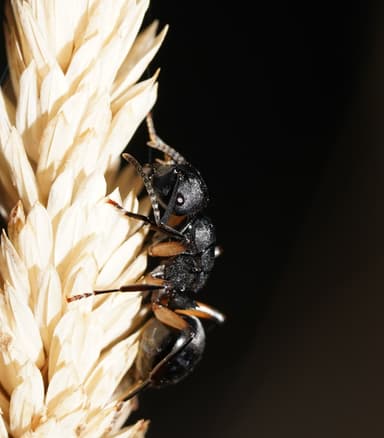 Polyrhachis femorata photo 13
