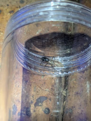 Polyrhachis femorata photo 15