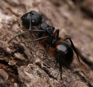 Polyrhachis femorata photo 16