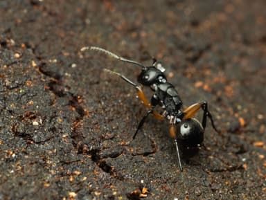 Polyrhachis femorata photo 17