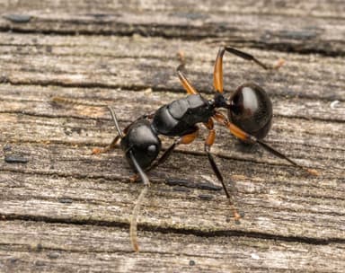 Polyrhachis femorata photo 18