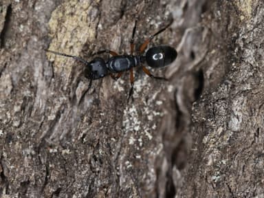 Polyrhachis femorata — queen photo 19
